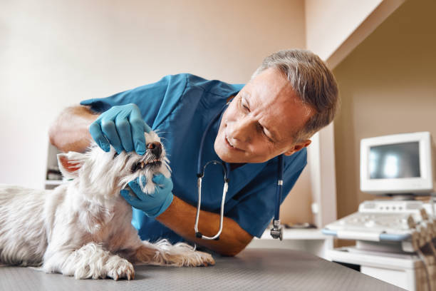 Best Emergency Dental Care for Broken or Chipped Teeth in Coulee Dam, WA